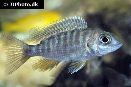 Aulonocara Maylandi
